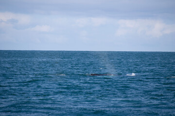 Obraz premium yacht in the sea