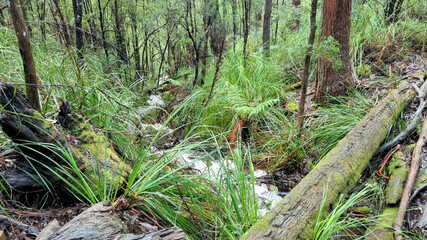 Fallen Tree over a small creek in Temperate Rain Forest on the Cape Raoul Track Tasmania Australia. 