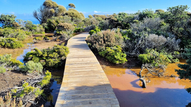 Boardwalk on the Cape Raoul Track on the headland over cliffs. Small coastal scrub near the path. Tasmania australia