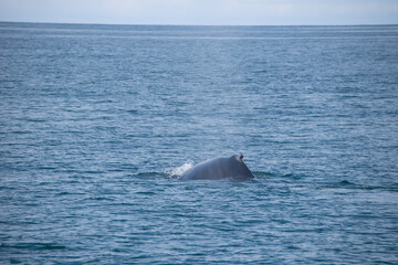 Fototapeta premium whale in the sea