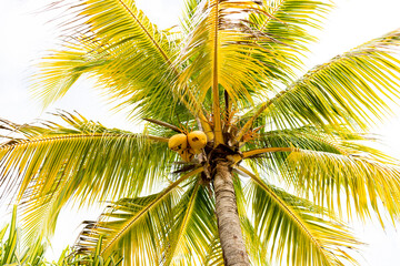 many ripe coconuts on a palm tree. coconut palm