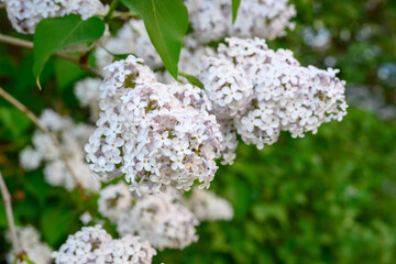 Blooming spring flowers. Beautiful flowering flowers of lilac tree. Spring concept. The branches of lilac on a tree in a garden.