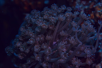 coral reef macro / texture, abstract marine ecosystem background on a coral reef