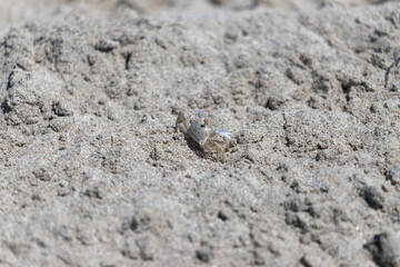 Small crab on the sand close up