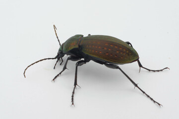 アオオサムシ 白背景 (Carabus insulicol)