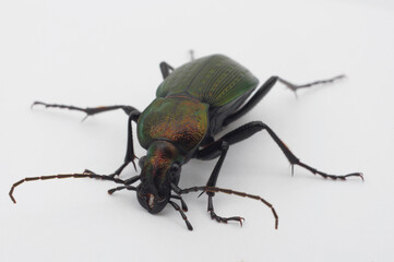 アオオサムシ 白背景 (Carabus insulicol)