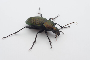 アオオサムシ 白背景 (Carabus insulicol)