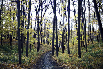 Obraz premium autumn season landscape in park, view of yellow trees alley background