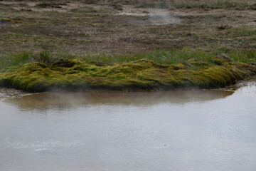 grass in the river