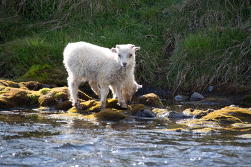 Fototapeta premium sheep and lamb