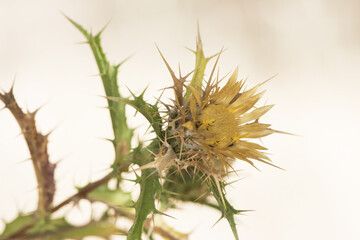 Carlina corymbosa clustered carline thistle summer spiky flower with yellow flowers brown leaves and green stems on blurred brown background