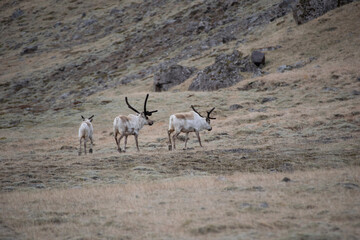 antelope in the wild