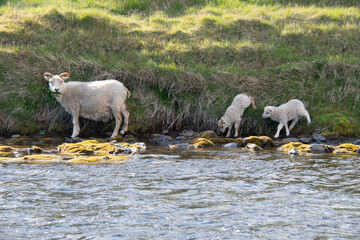 sheep and lambs