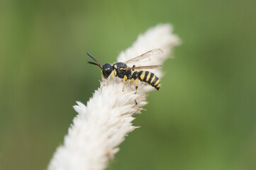 Cerceris species small yellow and black wasp perched on a very light brown wild cereal spike on an...