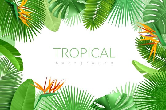 Tropical leaves frame. Realistic summer exotic plants, hawaiian palm background, monstera, banana and cocoa greenery banner. Vector poster