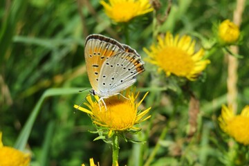 Beautiful lycaena butterfly on a yellow flower in the meadow, closeup
