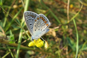 Beautiful blue polyommatus butterfly on lathyrus flowers in the meadow, closeup