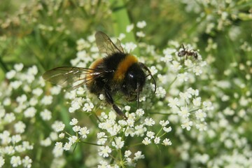 Bumblebee on a white falcaria flowers in the meadow, closeup