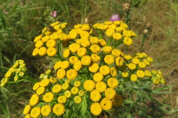 Yellow tansy flowers in the field, closeup