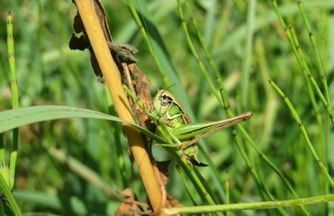 Green grasshopper in the meadow on natural green background