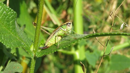 Green grasshopper on leaf in the meadow, closeup