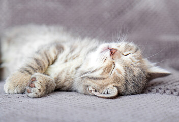 Cute tabby kitten lies on gray soft sofa. Cat rest on its back napping on bed. Comfortable pet sleeping in cozy home.
