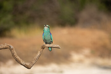 Carraca Europea Cantando