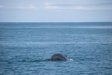 Fototapeta premium dolphin in the water