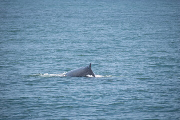 Fototapeta premium dolphin in the water