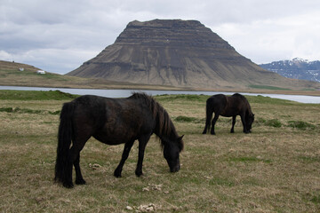 horses in the mountains