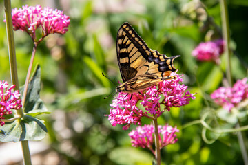 Fototapeta na wymiar Papillon machaon ou grand porte-queue posé sur une fleur de valériane rouge 