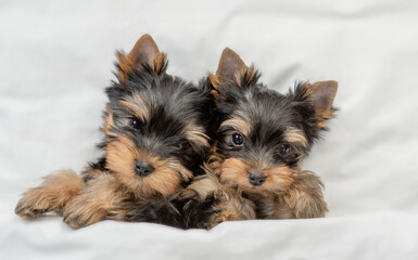 Two cute Yorkshire terrier puppies lying together under a white blanket on a bed at home. Top down view