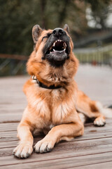 Adorable German Shepherd dog portrait in city.