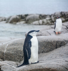 A Chinstrap penguin on the Antarctic Peninsula, with a Gentoo penguin in the background