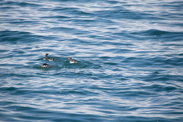 swimming in the water