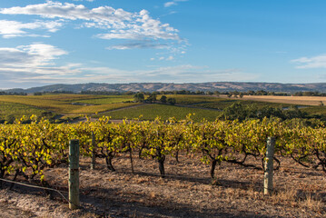 Fototapeta na wymiar Rows of grape vines in McLaren Vale, South Australia