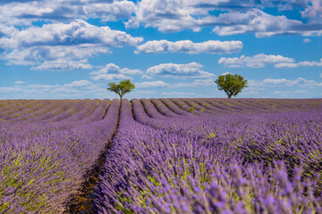 Panoramic sunny lavender field summer landscape near Valensole Provence, France. Stunning nature...