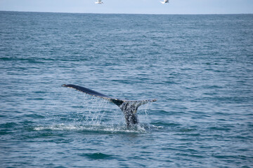 Fototapeta premium humpback tail