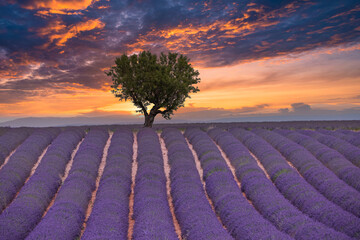 Flower trees landscape, meadow nature. Panoramic landscape. Inspire lavender floral lines horizon....