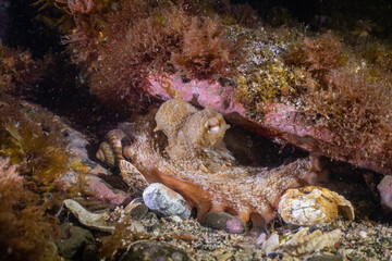 Octopus Den New Zealand