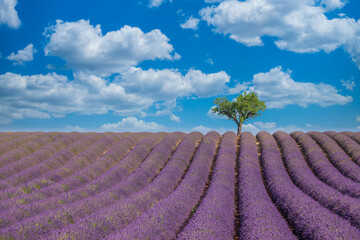 Naklejka na ściany i meble Panoramic sunny lavender field summer landscape near Valensole Provence, France. Stunning nature landscape with lavender field under blue cloudy sky. Purple flowers, idyllic relaxing natural scenic