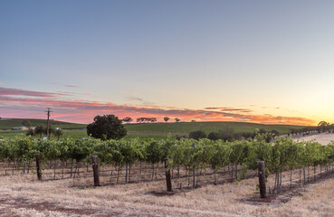 Sunrise over grape vines in the Barossa Valley, South Australia