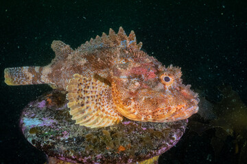 Scorpionfish Left Canterbury Wreck, New Zealand