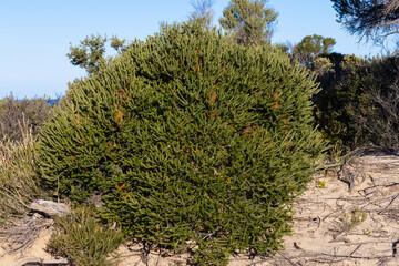 Fototapeta na wymiar australian Heath Banksia tree in flower