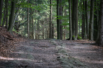 road of stones in the forest, Europe, Germany