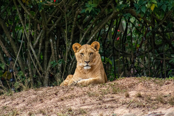 eagle wild wild animal hawk chimpanzee zoo heron swan lion tiger camel zebra macaw owl 