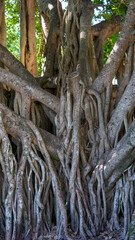 Buttress roots of a Moreton Bay Fig tree 