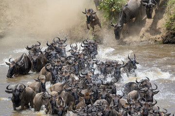 Blue wildebeest, brindled gnu (Connochaetes taurinus) herd crossing the Mara river during the great migration, Serengeti national park, Tanzania.