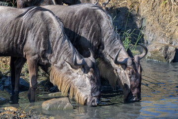 Fototapeta premium Blue wildebeest, brindled gnu (Connochaetes taurinus) herd drinking water during the great migration, Serengeti national park, Tanzania.