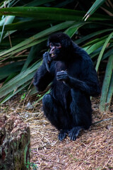 eagle wild wild animal hawk chimpanzee zoo heron swan lion tiger camel zebra macaw owl 